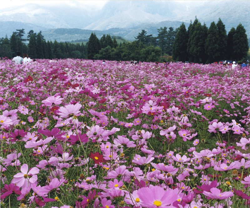 秋桜