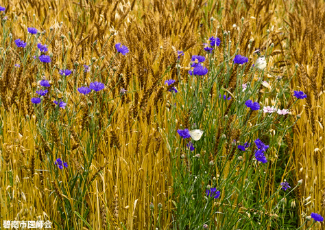 麦畑と矢車草