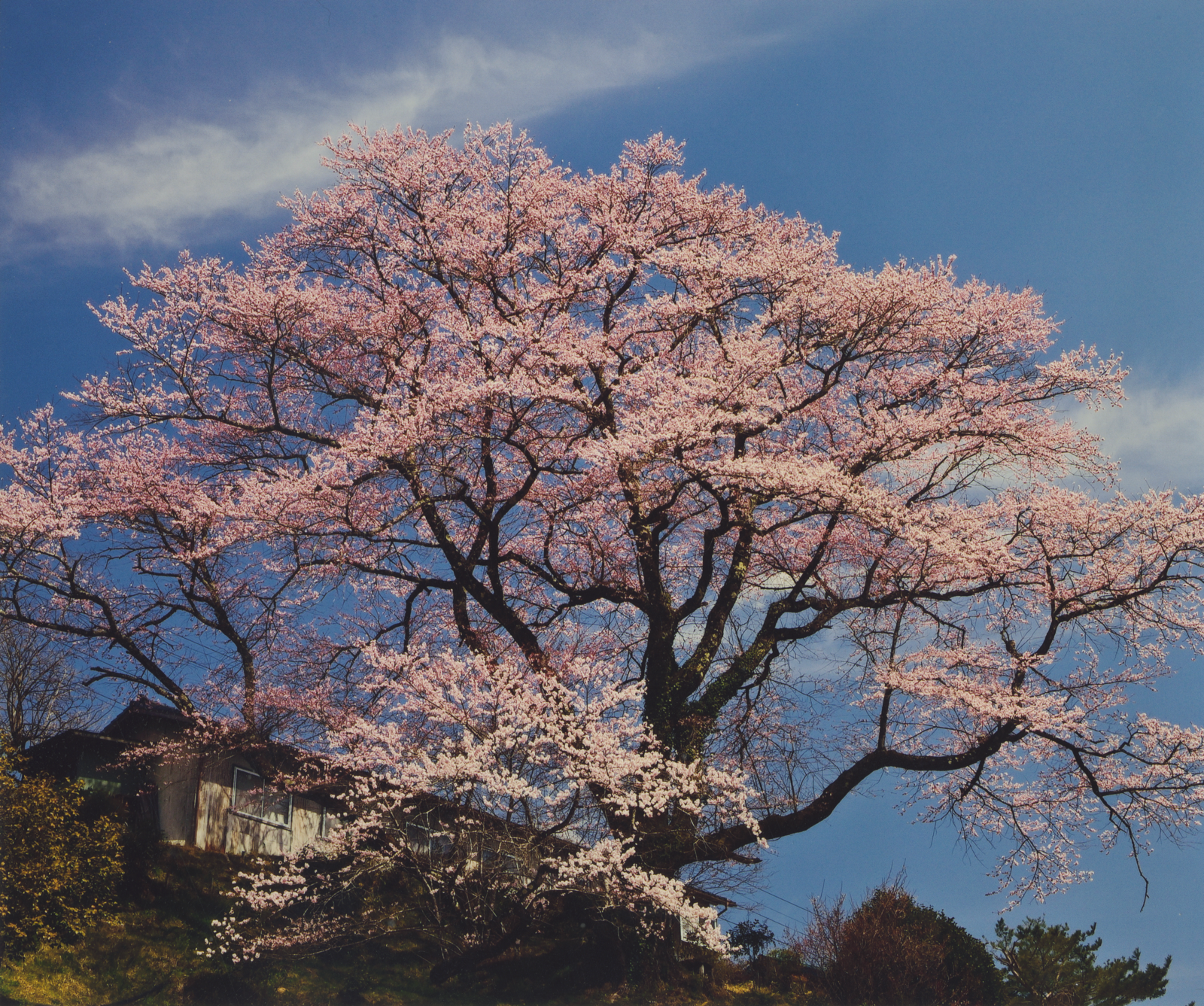 春告げ桜 春告げ桜